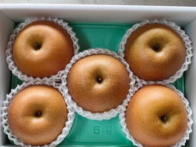 山形県産【樹上完熟】和梨（あきづき）２ｋｇ　ご家庭用　0140-2604