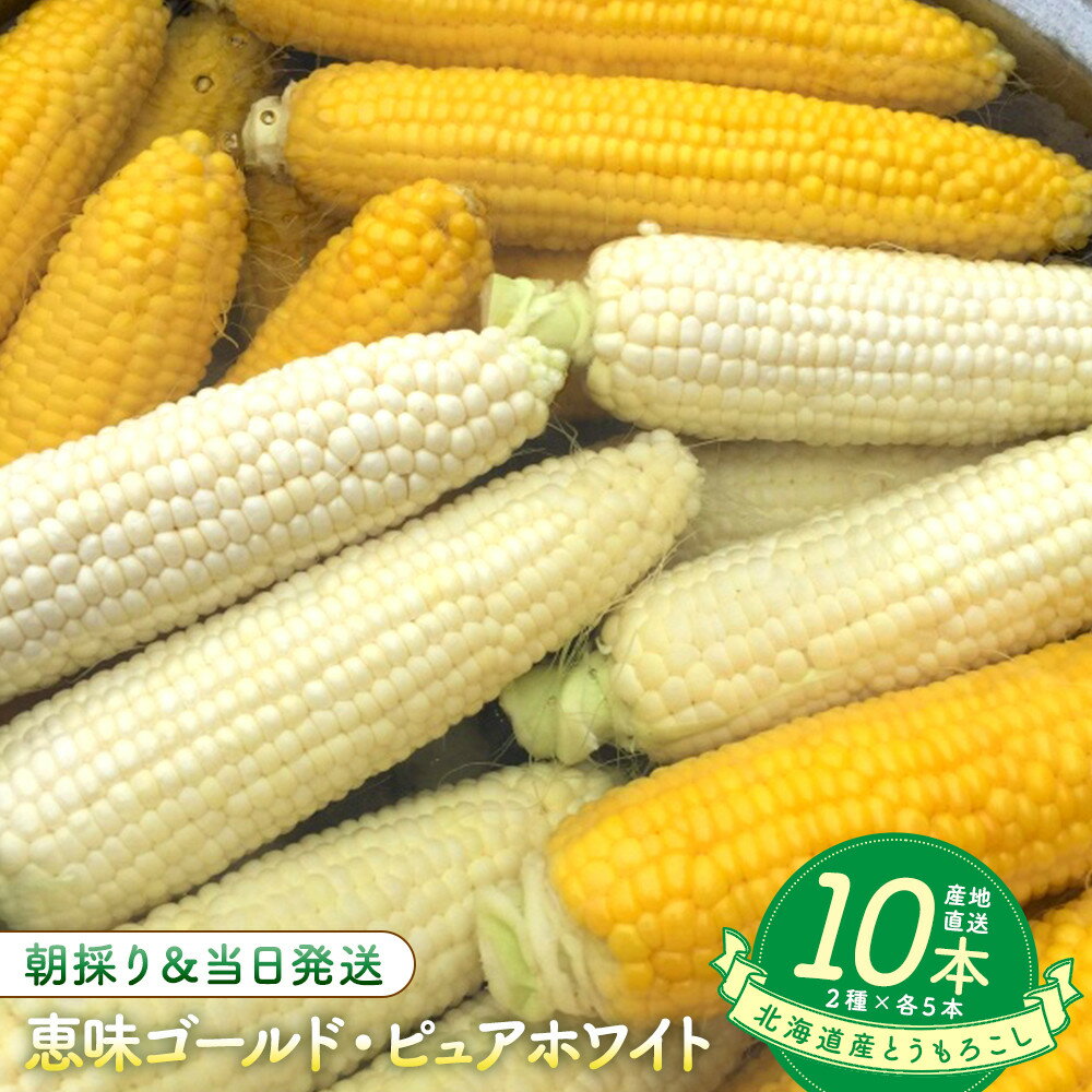 【ふるさと納税】【2026年8月中旬発送開始】北海道産とうもろこし（恵味ゴールド5本・ピュアホワイト5本セット） | 野菜 やさい 食品 人気 おすすめ 送料無料