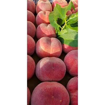 数量限定!【高級桃桐箱入り】5～6玉入り　山梨市産地直送　約2kg箱【配送不可地域：離島】