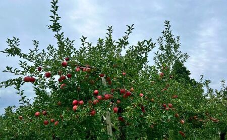 りんご 加工品 詰め合わせ セット  (りんごジュース 4本 りんごジャム 2個 りんごゼリー 2個 りんごチップス 2袋) ジュース ジャム ゼリー チップス 山形県 朝日町