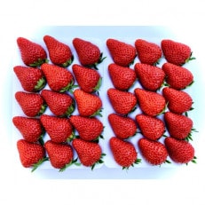 イチゴ　紅ほっぺ　450g×2p(1果重30g以上) ギフトに最適