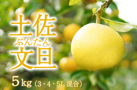 〈先行予約受付中〉潮風の恵みで育った津野さんの土佐文旦 家庭用 5kg 3・4・5L混合 【 文旦 ブンタン ぶんたん 高知 土佐 果物 甘い 柑橘 フルーツ 低農薬 有機肥料栽培 みかん 】