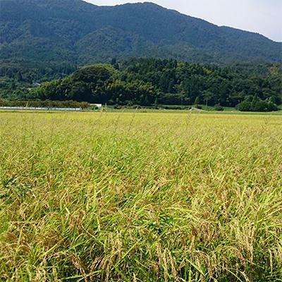 ふるさと納税 宮津市 【令和7年産】【新米/産地直送】特別栽培米 宮津産丹後コシヒカリ「つやっ娘」5kg |  | 03