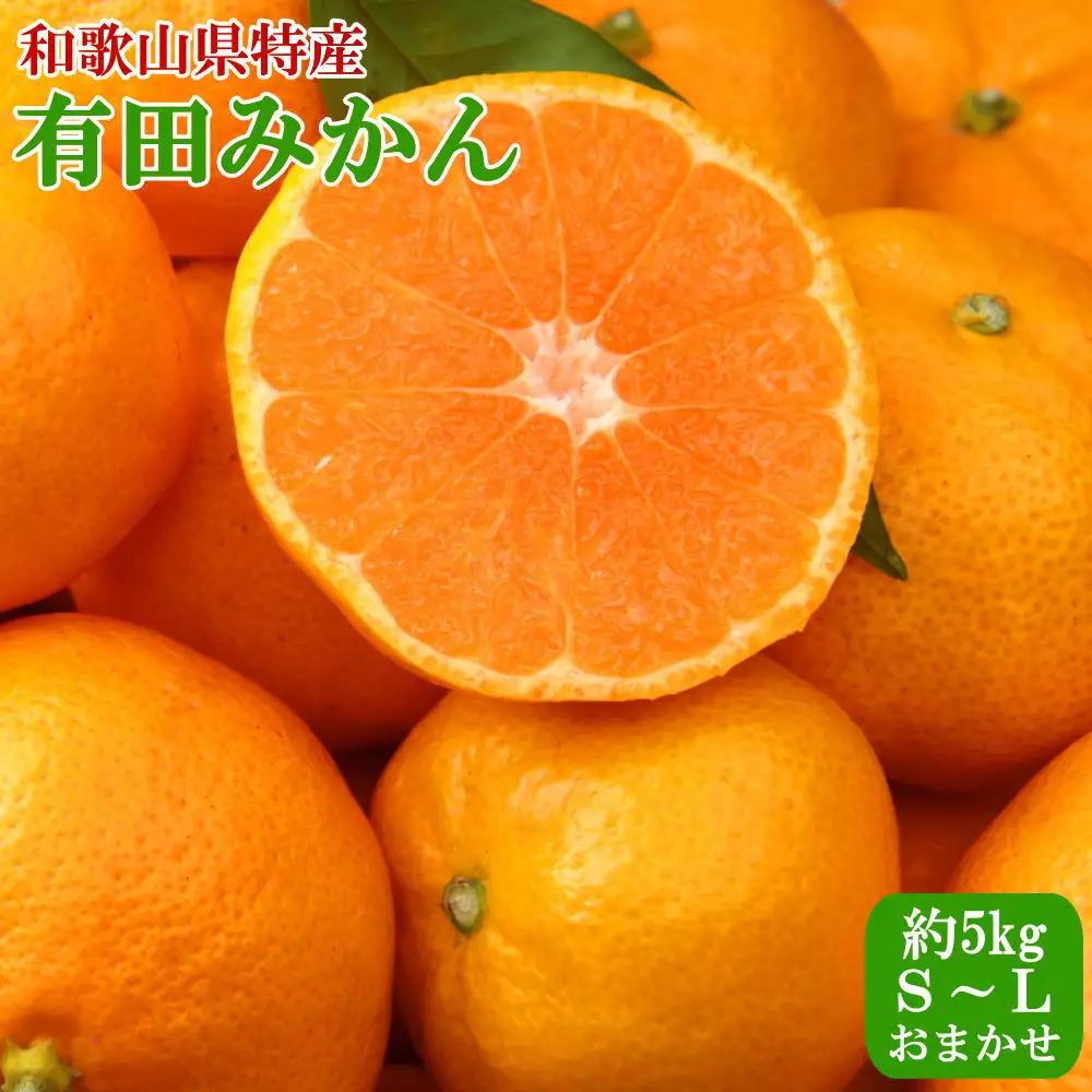 【定期便全3回】産直・和歌山フルーツ定期便（桃・ピオーネ・有田みかん）【tkb413】