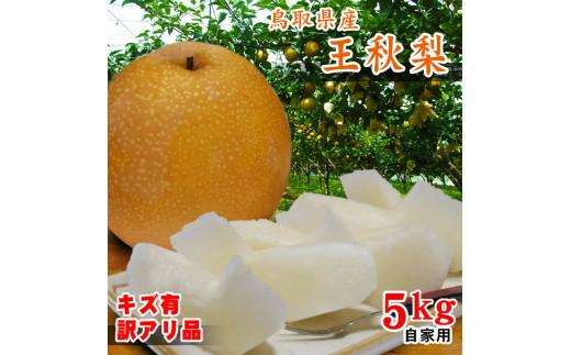 王秋梨 訳あり 5kg 鳥取県産【フォーシーズン】 312011_ES012