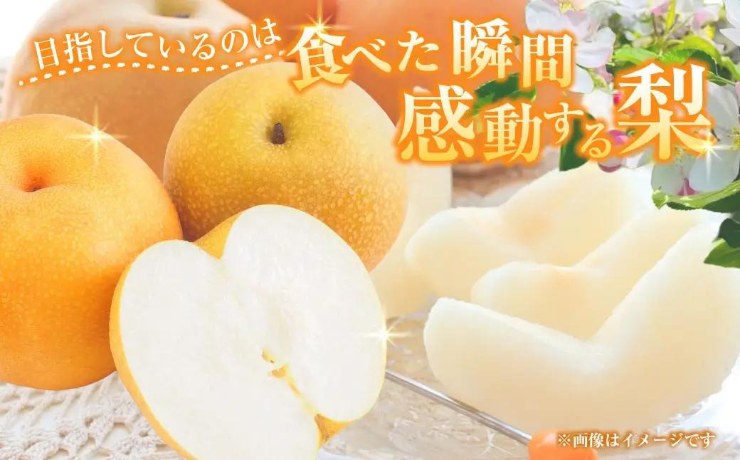 浅岡農園 の 梨 約5kg 豊水 秋月 新高 甘太 果物 大分県産 【2026年9月上旬-11月上旬発送予定】