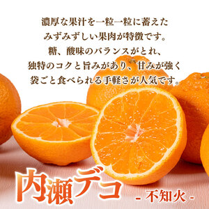 先行予約 不知火 11～12個 アサヒ農園 / 不知火 不知火 不知火 不知火