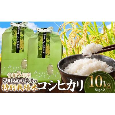 ふるさと納税 鶴岡市 【令和8年産】特別栽培米コシヒカリ精米10kg(5kg×2)[K-875]