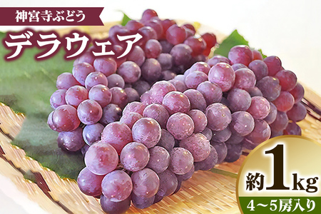 [先行予約] 神宮寺ぶどう (デラウエア) 1kg｜ブドウ 葡萄 くだもの 果物 フルーツ [0219]