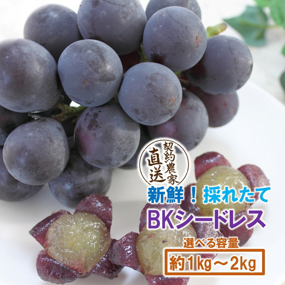 【ふるさと納税】テレビで紹介されました！【先行予約】【選べる容量】令和8年発送 朝づみぶどう BKシードレス 1kg 1.5kg 2kg 2~5房 農家直送 新鮮 採れたて 2026年出荷分 フルーツ 果物 贈答 大分県産 9月 8月 ブドウ マスカット お取り寄せ 人気 おもてなし 送料無料