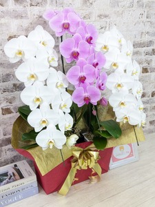 B099　【☆新機能☆ZERO胡蝶蘭】　紅白胡蝶蘭　３本立て＊白・ピンク＊（大輪）＜７つの特典付き！＞〈約高さ９０ｃｍ、横幅５５ｃｍ、奥行き４０ｃｍ〉33輪以上