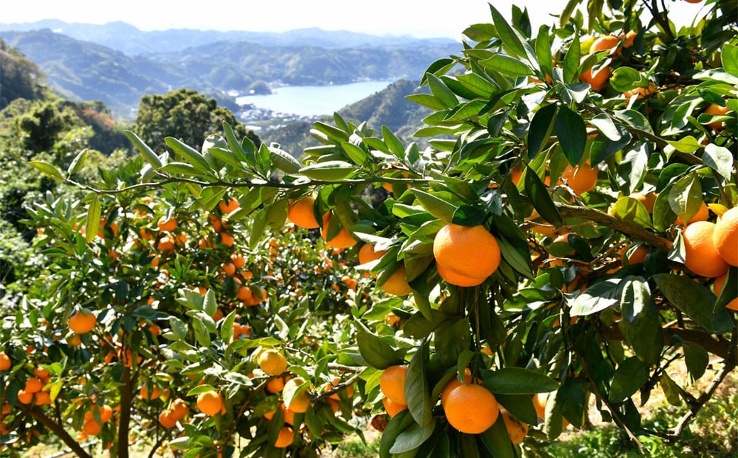 かんきつジュース セット【3本】 柑橘ジュース 柑橘 伊予柑 ポンカン デコポン 宇和ゴールド 河内晩柑 紅まどんな 南津海 ブラッドオレンジ ジュース 詰め合わせ 詰合せ 愛媛県 （893）