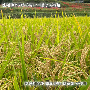 【先行予約】 野菜 米 セット カレー用 農薬不使用 自然栽培 | お米お米お米お米【SSF004】