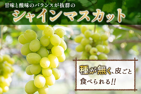 先行予約 シャインマスカット 2房 合計1kg+100g（補償付）宮崎県産【B606-24】