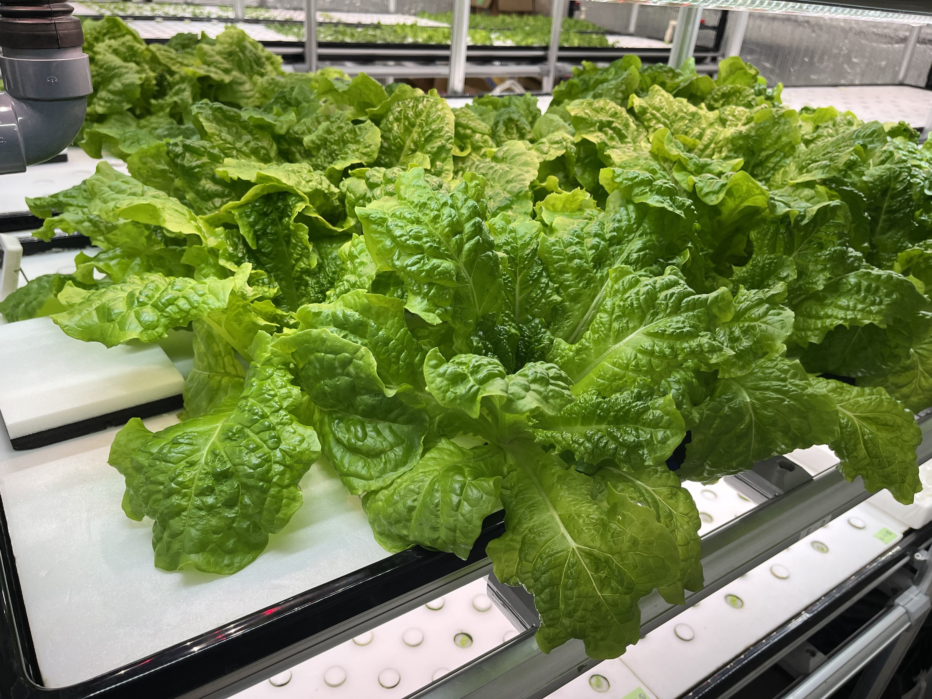 ふるさと納税 × 安全でおいしいお野菜 × 障がい者支援！？