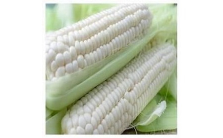 南国フルーツコーン ホワイト種 5本セット | とうもろこし 自慢のとうもろこし 白いとうもろこし ふるーつとうもろこし 旬のとうもろこし