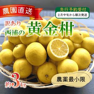 訳あり みかん 黄金柑 3kg 西浦 蜜柑 柑橘 オレンジ 減農薬 木負観光みかん園