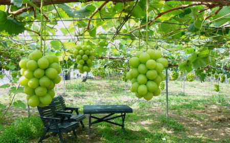 先行予約 シャインマスカット ご自宅用 2房 令和8年度 自家用 渡辺果樹園
