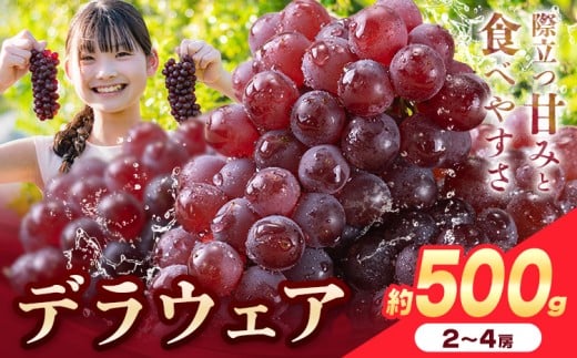 【先行予約】デラウェア ぶどう 約500g(2-4房) フルーツ 果物《2025年6月中旬-7月上旬頃出荷》和歌山県 岩出市 送料無料 一大産地 青果 お取り寄せフルーツ デラウエア ブドウ