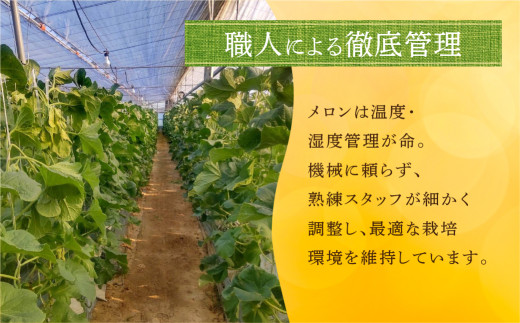 ≪先行予約 2027年発送≫ 温室マスクメロン 2玉 【訳あり】めろん メロン マスクメロン 訳あり わけあり 果物 フルーツ デザート 旬 旬の果物 高糖度 糖度 1万円 10000円 フルーツ先行