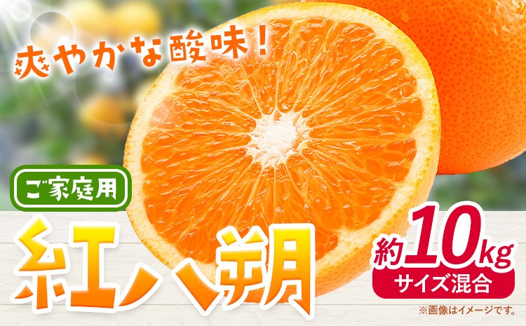 
                  みかん 紅八朔 ご家庭用 10kg サイズ混合 GOGO農園《2027年1月中旬-2月末頃出荷》 和歌山県 日高川町 はっさく みかん 柑橘 蜜柑 フルーツ 送料無料
                
