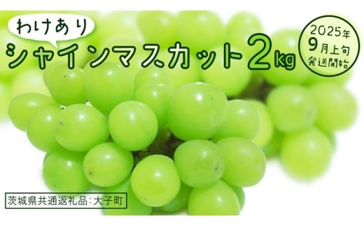 【 訳あり 】 シャインマスカット 2kg 【2025年9月上旬発送開始】(茨城県共通返礼品：大子町)  ぶどう 葡萄 マスカット フルーツ 果物 ワケあり ご自宅用 ご家庭用 自分用