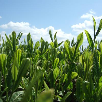 ふるさと納税 牛久市 牛久産お茶3品詰め合わせ |  | 01