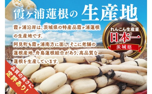 【年末配送】先行予約 れんこん 3kg 特選 ふなしま蓮根 蓮根 レンコン 朝採り 3本 ～ 5本 贈答用 熨斗 お歳暮 希少品種 幻 老舗 朝採れ 産地直送 新鮮 野菜 根菜 【2026年10月より