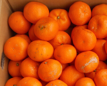 紀州有田みかん 約5kg 訳あり 家庭用キズあり サイズ混合［SL53］