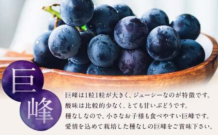 数量限定 種なし 巨峰  約350g×4パック 計約1.4kg ぶどう ブドウ 果物 フルーツ 福岡県産 【2026年6月下旬～8月上旬発送予定】