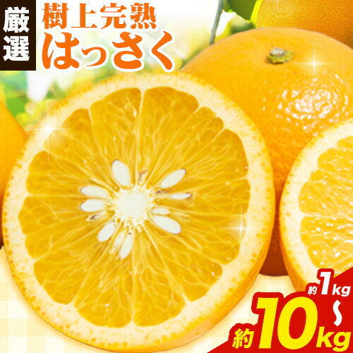 【ふるさと納税】厳選 樹上完熟 はっさく 八朔 みかん 選べる内容量 1kg＋250g 2.5kg＋250g 5kg＋250g 10kg＋250g 傷み補償分 池田鹿蔵農園 @日高町《4月上旬-5月末頃出荷》和歌山県 日高町 送料無料 はっさくみかん ハッサク 厳選八朔みかん【配送不可地域あり】