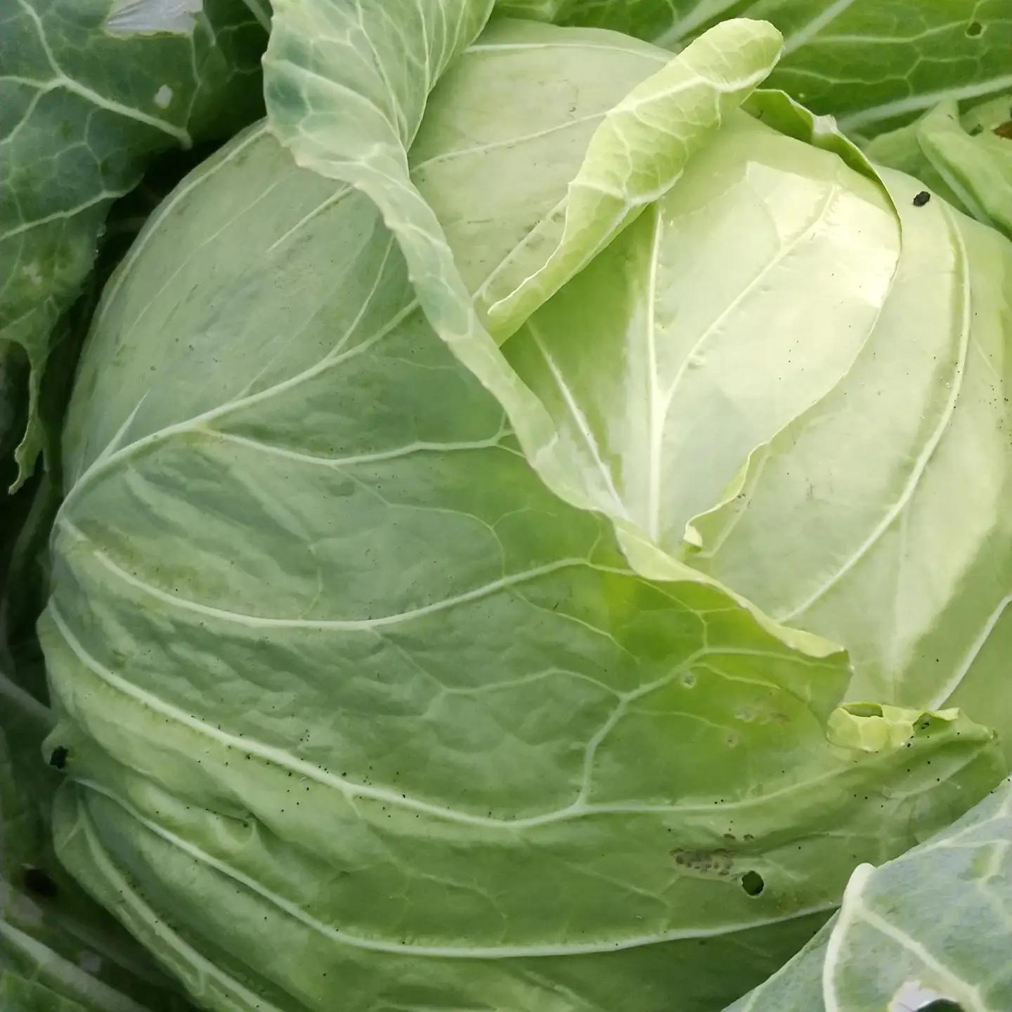 自然栽培 旬の野菜セット 詰め合わせ Lサイズ 3～4人分 くわのみ農園