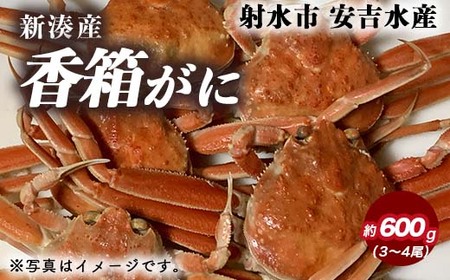 【特選】香箱がに 3～4尾（計約600g）【安吉水産】｜蟹 カニ ※離島への配送不可 ※2025年11月上旬～12月中旬頃に順次発送予定 ※発送まで1か月以上かかる場合があります。