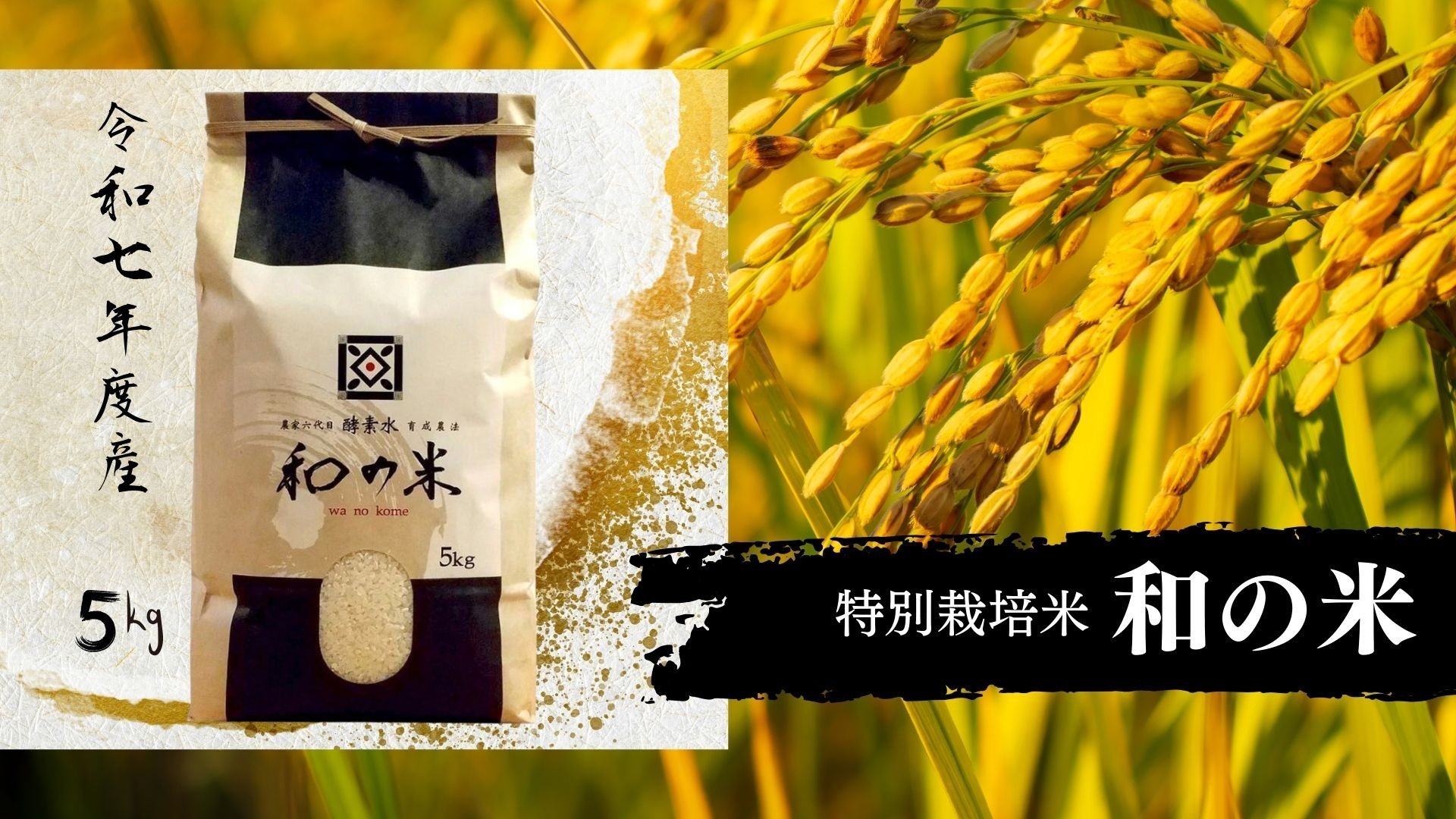 
                  《 令和7年産 》和の米　「酵素米」　精米5kg ／ 米 こめ コメ お米 おこめ コシヒカリ こしひかり 和の米 酵素米 特別栽培認証 白米 精米 ごはん ご飯 令和7年産 5kg 茨城県 利根町 送料無料
                