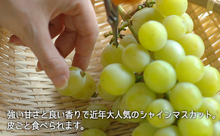 ぶどう 2026年 先行予約 果物 詰合せ シャイン マスカット 1房 ニュー ピオーネ 1房 合計約1kg