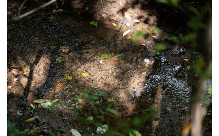 きたもと森林セラピー 体験コース（1～3名）【森 癒し 森林浴 健康 セラピー 体験 リラックス ストレス軽減】