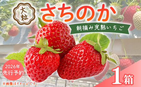 【2026年先行予約】 いちご 大粒 9-18粒 1箱(約400g) 【 いちご 】