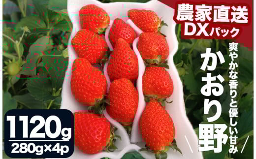 【先行予約＿2026年出荷分】完熟いちご280g かおり野 4パック（DXパック） 【 かおり野 いちご 苺 イチゴ 果物 フルーツ くだもの 旬 伊豆 静岡県 期間限定 先行予約 】　