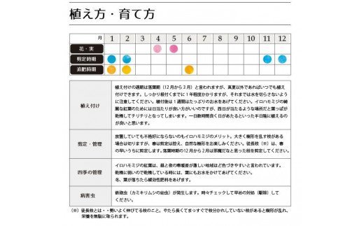 イロハモミジ（伊呂波紅葉）苗木 単木 樹高1.2m前後 2本セット ポット苗 シンボルツリー 落葉樹 植木 庭木【価格改定】