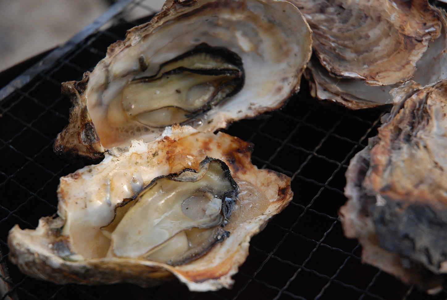 【2026年2月中旬以降発送】殻付き 養殖 真牡蠣 4kg 加熱用 朝どれ直送！先行予約 岡山八朗兵衛商店 : 二枚貝 牡蠣 かき オイスター 殻付き牡蠣 生牡蠣 活牡蠣 カキ 海鮮 魚介 海産物 海