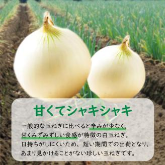 【予約：2024年7月中旬から順次発送】ところの白玉ねぎ 10kg ( 玉ねぎ タマネギ 玉葱 野菜 白玉ねぎ 10キロ 期間限定 辛みが少ない 生食 )【121-0008-2024】