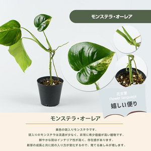 2026年4月上旬～発送【観葉植物】モンステラ・オーレア 40cm～60cm(JAいぶすき/IB165-018) 観葉植物 植物 グリーン 鉢 おしゃれ 大型 インテリア 室内 開店祝い 新築祝い 引