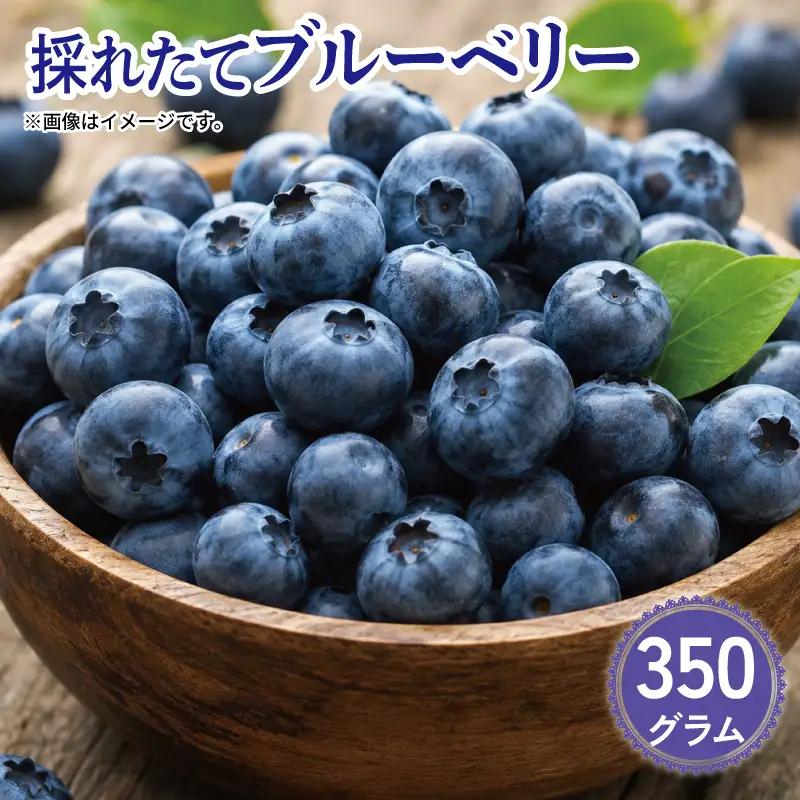 ブルーベリー 350g 大粒 【 ブルーベリー 】