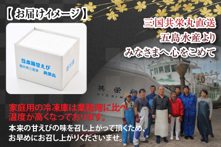 【年3回お届け】 絶品甘えびを三国港からお届け！海の上で食べる甘海老の味！漁船直送 船内瞬間冷凍 甘えび 約550g 【定期便 海老 えび エビ アマエビ あまえび 甘海老 赤エビ アカエビ あかえび