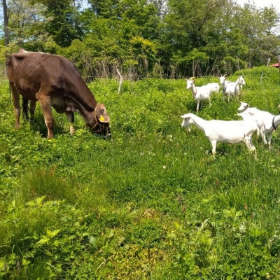 香林農園ナチュラルチーズ 山羊と牛のチーズセット 北海道 日高山脈の小さなチーズ農家【配送不可地域:離島】