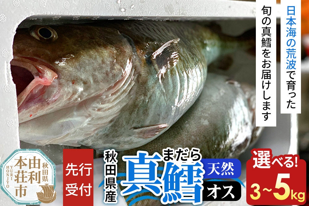 
                  《先行受付》真鱈 【オス】【選べる容量：3kg／4kg／5kg】天然 漁師直送（配送期間 11月上旬～2月下旬）マダラ タラ 高級魚 たら まだら 魚 [マダラ タラ 真鱈 高級魚 たら まだら 魚 恭栄丸 秋田]
                
