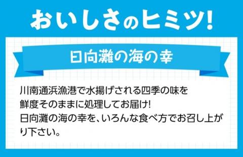 『日向灘海の幸』通浜鮮魚セット　鮮魚[H1702]