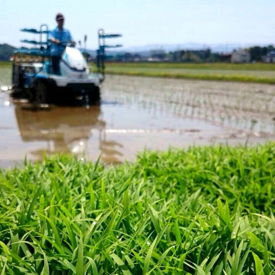【令和8年産新米予約】【真空パック】阿賀野市産「新之助」無洗米 5kg 9月下旬より順次発送 3R01018