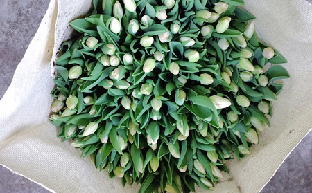 フラワーファームしろねのチューリップ切花50本（ピンク20本・黄20本・赤10本） チューリップ 花束 切花 植物 花 