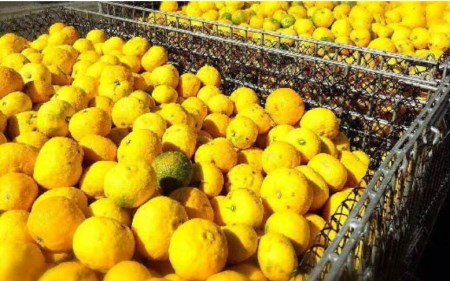 高知県 産 柚子 100% ドリンク 原液 1L × 1本 果物 果汁 100% 無添加 ジュース 高知県産 須崎市 ( 柚子 ゆず ユズ 柚子 ゆず ユズ 柚子 ゆず ユズ 柚子 ゆず ユズ 柚子 
